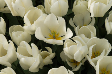 Many white tulips in a sunny garden in the spring from above