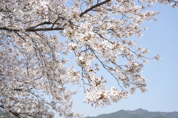 cherry blossom in spring