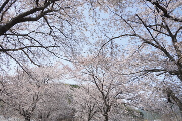 Fototapeta na wymiar tree in bloom