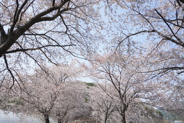 Fototapeta na wymiar tree in bloom