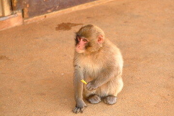 バナナの皮の切れ端を持つ猿