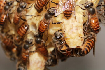The India honey bee Queen cell (Apis cerana indica) and bee workers around - life of bee colony