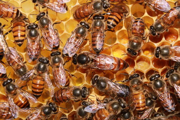 The Indian Queen honey bee (Apis cerana indica) and bee workers around her - life of bee colony