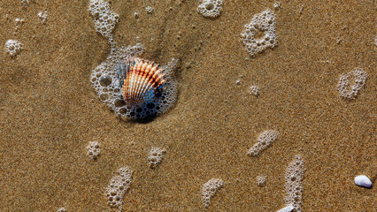 Closeup shot of a seashell on the wet sand