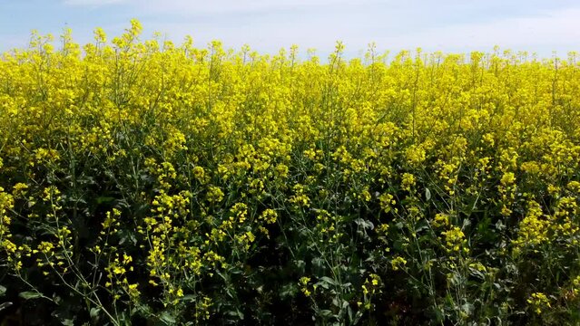 Rapeseed flowers close up. Bright yellow blooming rapeseed growing in agricultural fields. Sown fields rapeseed crop. Blooming canola field. Yellow flower blossom rapeseed canola agriculture field