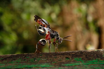 Wasp With a Metal-Reinforced Needle on Its Behind, Leucospidae (sometimes incorrectly spelled Leucospididae) pulling its ovipositor out to insert into a wood. India, Odisha