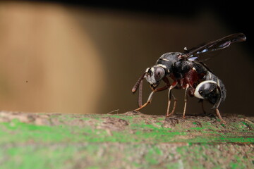 Wasp With a Metal-Reinforced Needle on Its Behind, Leucospidae (sometimes incorrectly spelled Leucospididae) pulling its ovipositor out to insert into a wood. India, Odisha