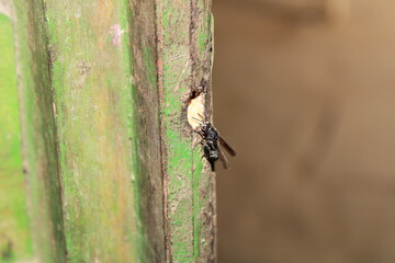 Wasp With a Metal-Reinforced Needle on Its Behind, Leucospidae (sometimes incorrectly spelled...