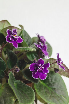 Violet Sainpaulias flower or African Violet on a white background.