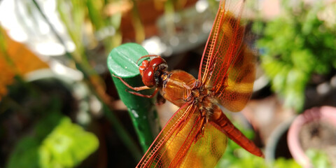 Closeup shot of a red dragonfly