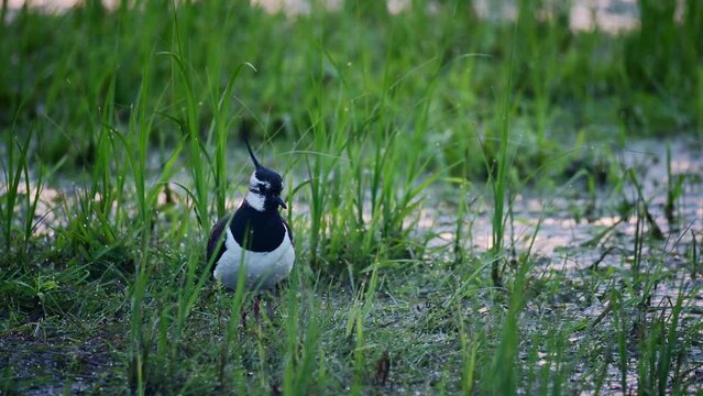 Lapwing resting in wet meadow looking for food, oxbog, lower saxony, spring, (vanellus vanellus), germany