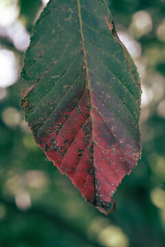 Vertical closeup of a green and red Slippery elm leave on a blurred background