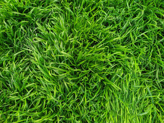 texture of green fresh grass
