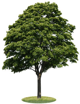 Acer, Ahorn Baum freigestellt mit Beschneidungspfad