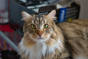 Siberian cat with big green eyes looking towards the camera. Fluffy Cat. Hypoallergenic Cat. 