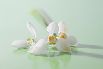Spring white snowdrop flower. Soft focus.