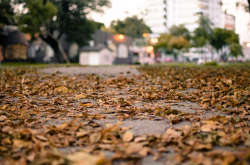 Hojas de Otoño, hojas marrones en el parque