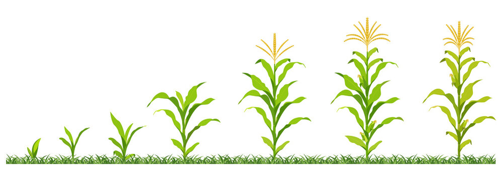 Vector illustration stages development maize in agriculture.