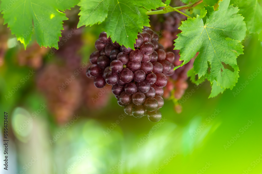 Poster bunch of ripe grapes in the vineyard.