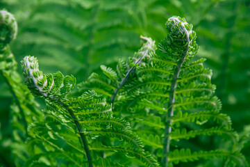 Green fern bushes in the forest. Photo of nature.