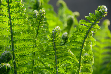 Green fern bushes in the forest. Photo of nature.