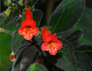 Smithiantha Multiflora sometimes referred to as temple bells . Botanical garden Heidelberg, Baden...