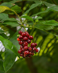 Fruit of carapichea ipecacuanha. It is native to Costa Rica, Nicaragua, Panama, Colombia, and...