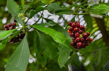 Fruit of carapichea ipecacuanha. It is native to Costa Rica, Nicaragua, Panama, Colombia, and...