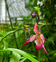 Orchid (Phragmipedium x dorminianum) It is native to Middle America and South America. Botanical garden Heidelberg, Baden Wuerttemberg, Germany