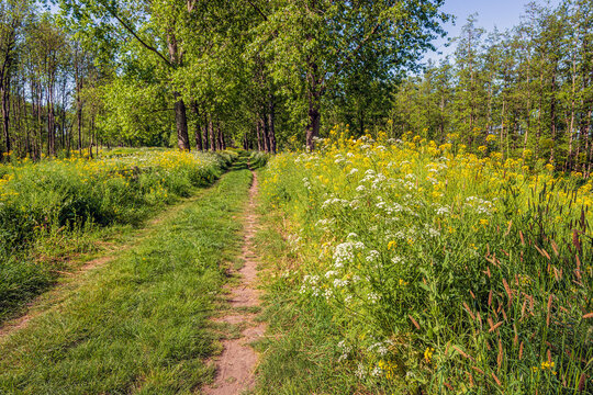 Picturesque image of a sandy path with wheel tracks and wild plants such as cow parsley, rapeseed and various grasses flowering on the verge. The photo was taken at the beginning of the spring season.