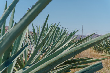 Detail of Blue Agave in oaxaca Mexico