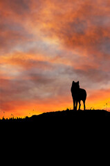 wolf on the ridge at sunset