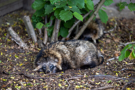 Raccoon dog sleeping on the ground