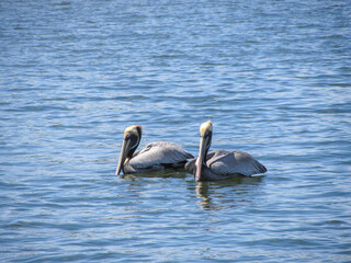 Pelicans swimming in the water