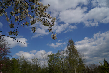 tree in the sky