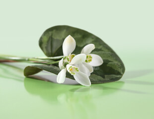 Spring white snowdrop flower on green leaf. Soft focus.