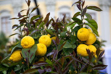 Frische reife Zitronen am Baum