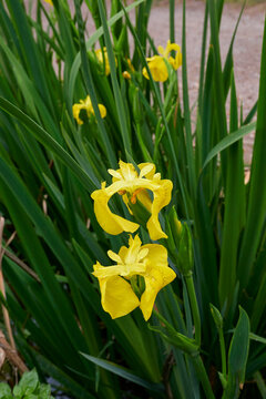 Iris Pseudacorus