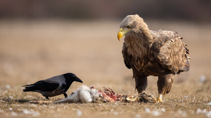 White-tailed eagle, haliaeetus albicilla, and hooded crow, corvus cornix, scavenging on dead animal in spring nature. Two birds feeding on a kill. Animal wildlife on dry yellow grass from low angle.