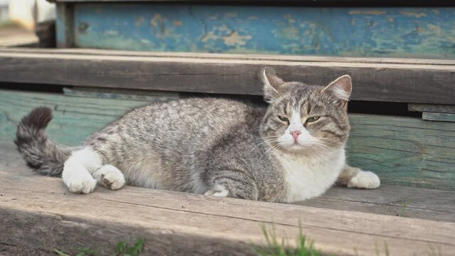 A gray cat sleeps on a wooden porch