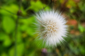Closeup of a Common Dandelion on a blurred green background