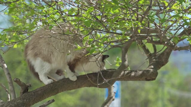 Curious Siamese cat climbed on a tree branch