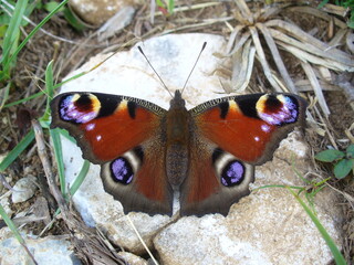 Peacock butterfly, Inachis io. Butterfly on a stone.