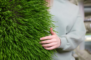 Close up of girl runs her hand through plantation of fluffy bright and juicy wheat greens. A...