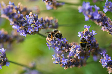 Wild bee on a purple lavender blossom
