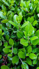 Fototapeta na wymiar Bush with green leaves close-up.