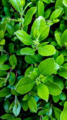 Branches with green leaves close up. Background.