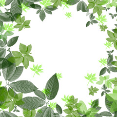 Beautiful, interesting frame of many spring summer leaves on a white background for your text, background for design