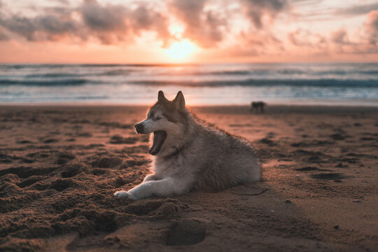 Adorable Siberian Husky resting on the beach on sunset sky background