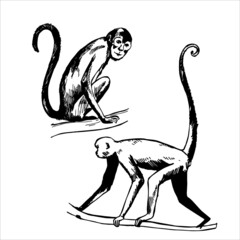 Monkeys of South America. Sketch  illustration.